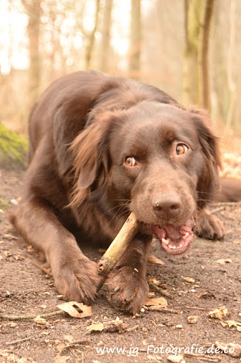 Joice (Australian Shepherd, Labrador) Australian Shepherd Labrador 